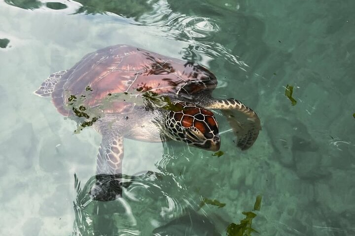 Turtles Sanctuary in Zanzibar