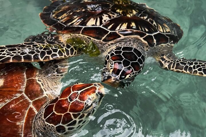 Turtles Sanctuary in Zanzibar
