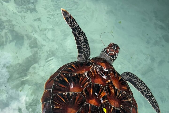 Turtles Sanctuary in Zanzibar