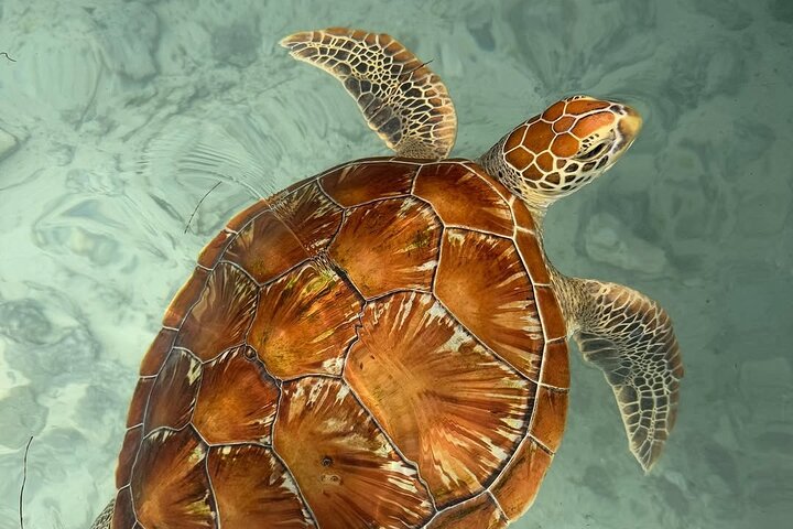 Turtles Sanctuary in Zanzibar