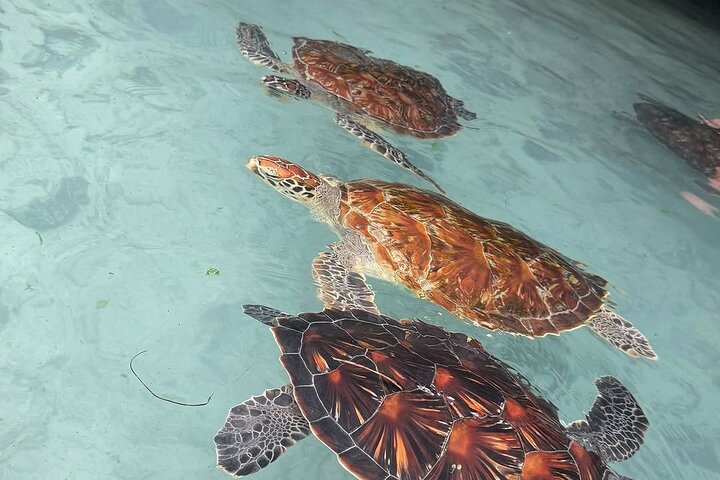 Turtles Sanctuary in Zanzibar