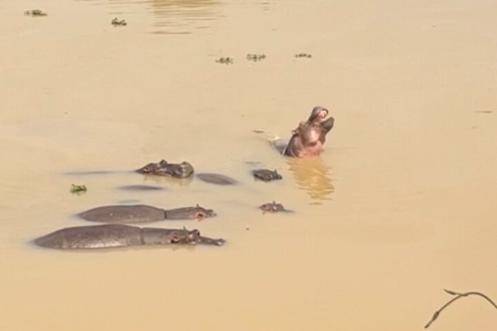 Hippos Watching Tour