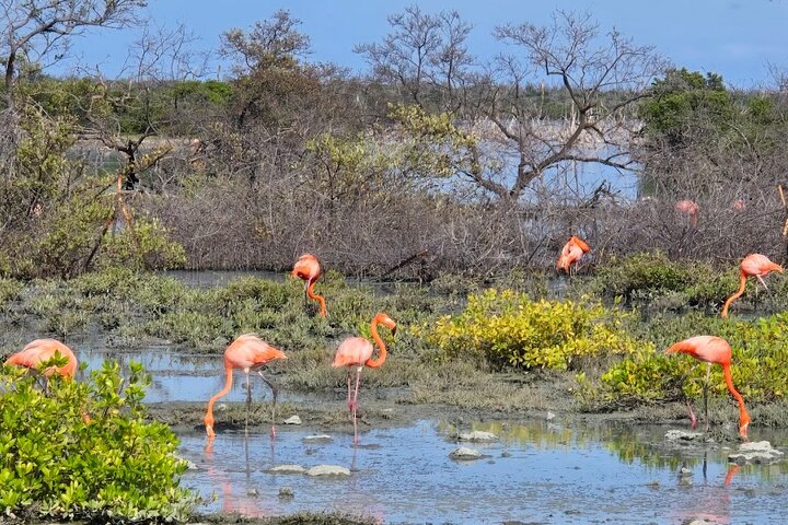 Guided Bonaire North and South Tour