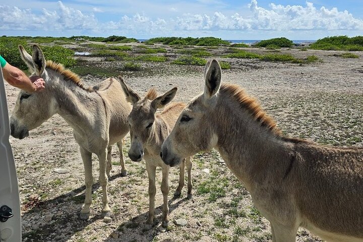 Guided Bonaire North and South Tour