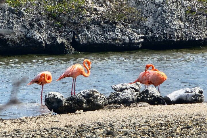 Guided Bonaire North and South Tour