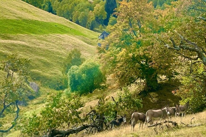 Marginimea Sibiului from Sibiu