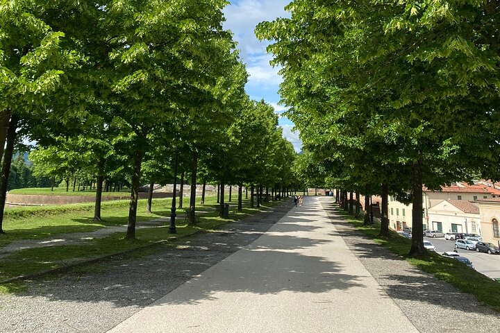 Lucca tour and Pisa Tower + WineTasting by van from Livorno Port