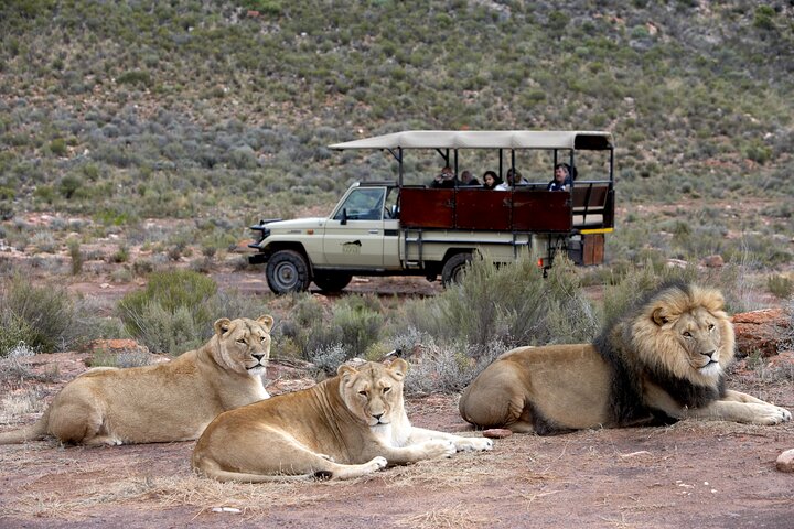 Aquila Big Five Game Reserve Safari with options from Cape Town