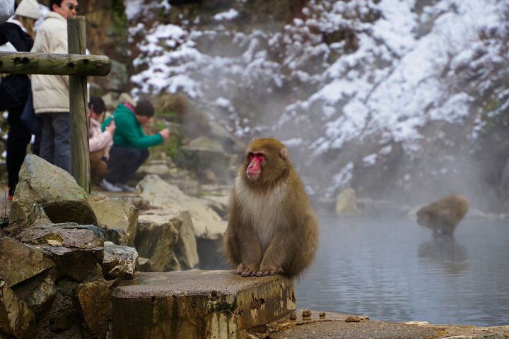Snow Monkeys, Obuse & Sake: A Perfect Day in Nagano