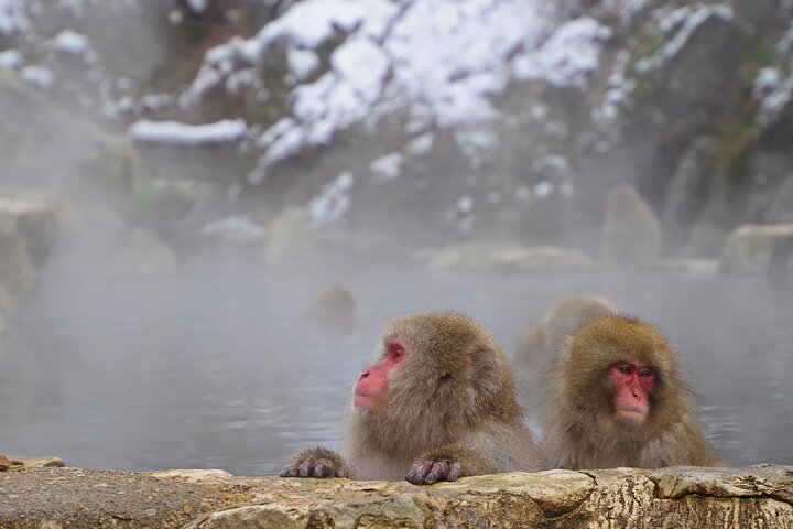 Snow Monkeys, Obuse & Sake: A Perfect Day in Nagano