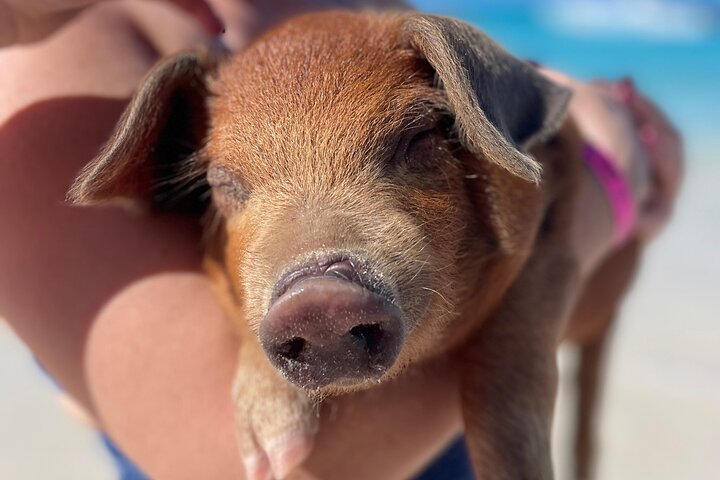 Nassau: Swimming Pigs And Snorkel With Turtles