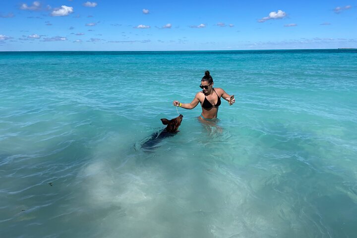 Nassau: Swimming Pigs And Snorkel With Turtles