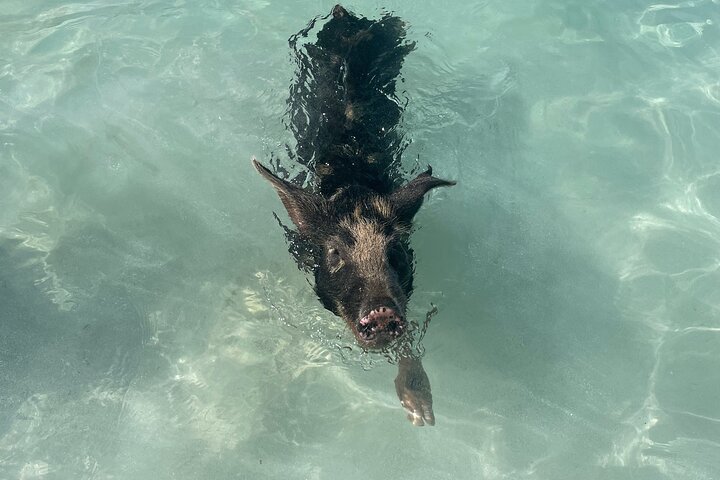 Nassau: Swimming Pigs And Snorkel With Turtles