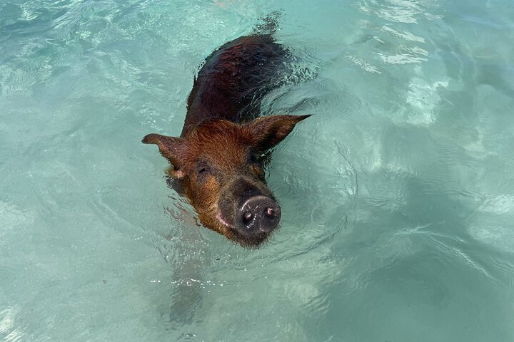 Nassau: Swimming Pigs And Snorkel With Turtles