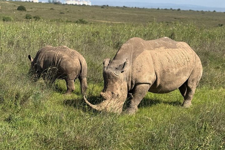 Safari Tour; Nairobi National Park