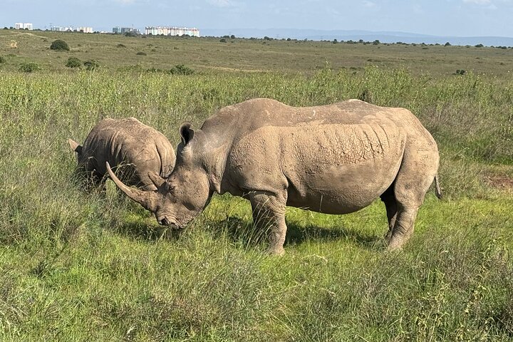 Safari Tour; Nairobi National Park