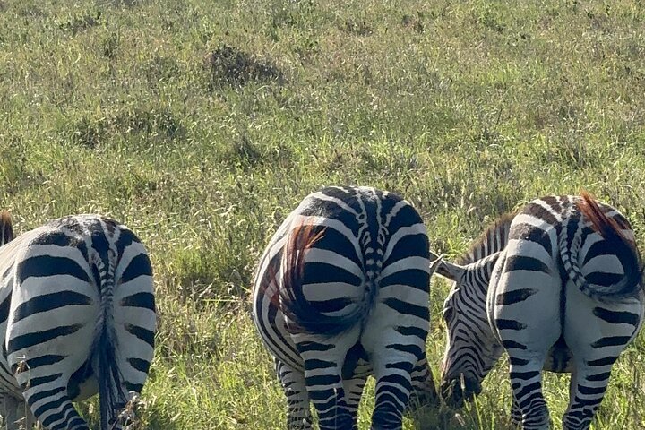 Tsavo National Park Small group Day trip