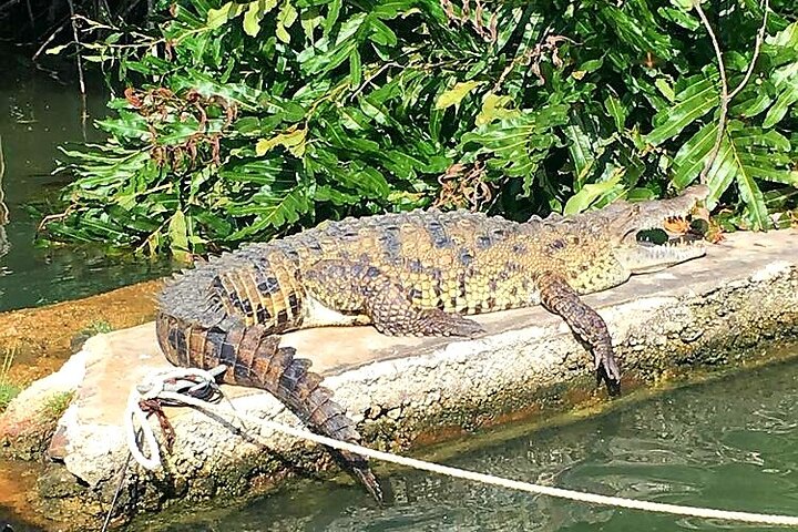 Black River Safari YS Falls Lunch Classic Combo From Negril