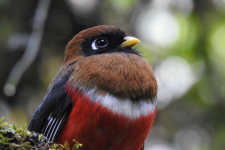 Birdwatching Tour in Cajas National Park from Cuenca
