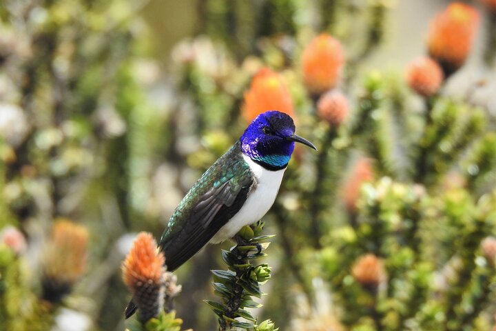 Birdwatching Tour in Cajas National Park from Cuenca