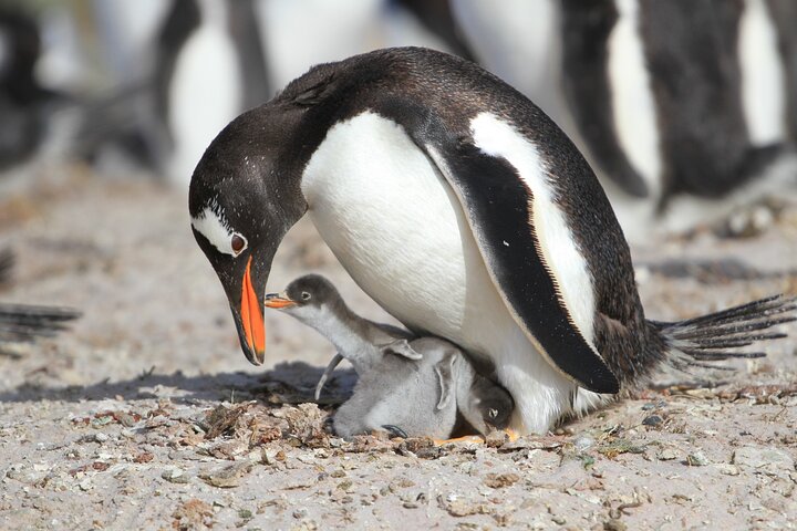 Let the Bertha’s Beach Penguins Make You Smile