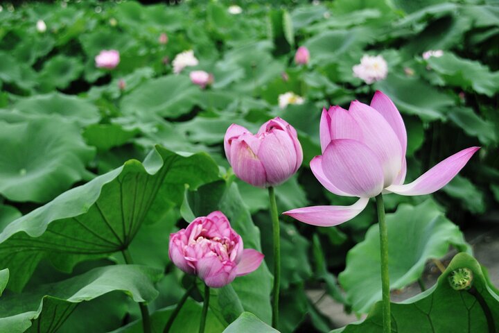 Sense-sational Wuhan (Guided Tour / Private Tour / City Tour)