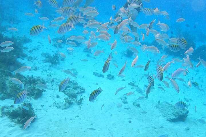 Starfish Point, Stingray City-Sandbar & Coral Gardens