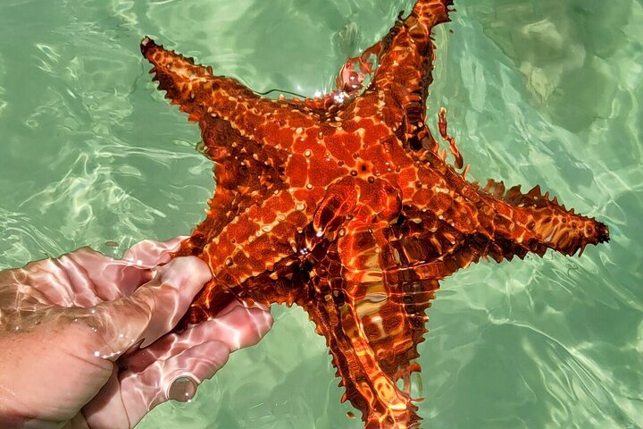 Starfish Point, Stingray City-Sandbar & Coral Gardens