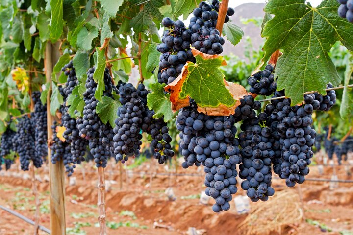 Private Valle de Guadalupe Wine Tour: All Wine Tastings Included