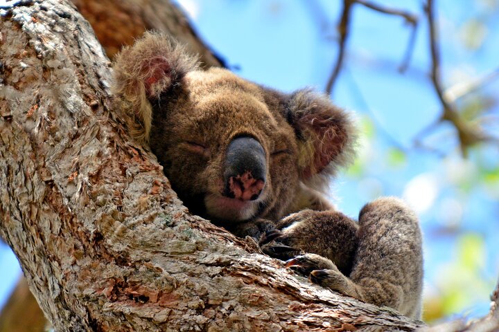 Gold Coast Day Tour From Brisbane
