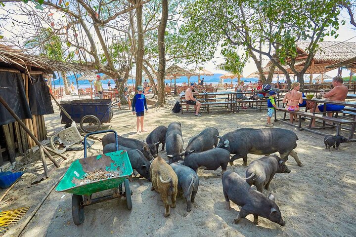 Pig Island Tour by Speedboat with Snorkeling