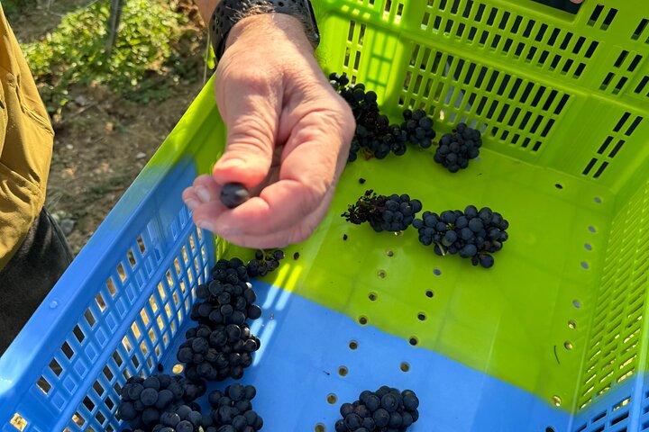 The Must-sees 3h30 from Epernay (Private Half day Champagne Tour)