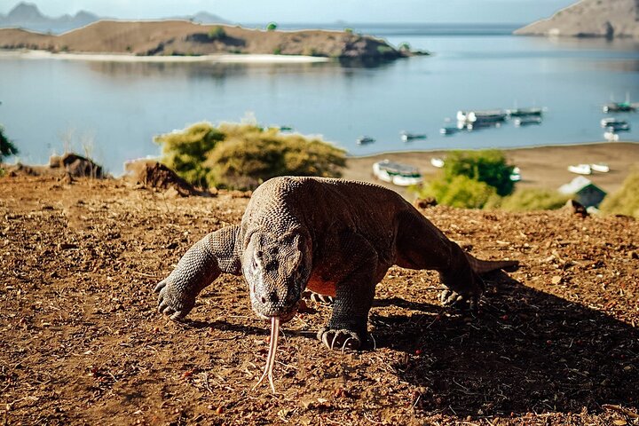 Full Day Komodo Tour With Hey Bali Info Visit 6 Spot