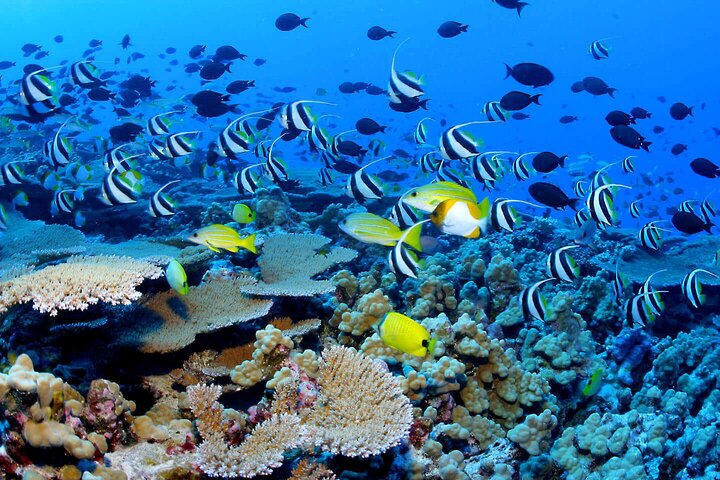 Boiling snorkeling boat rental in deshaies Guadeloupe