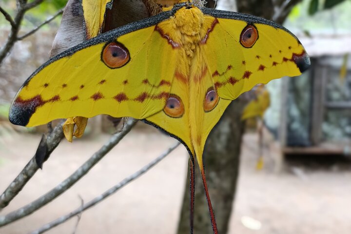 Two days tour to Andasibe NP