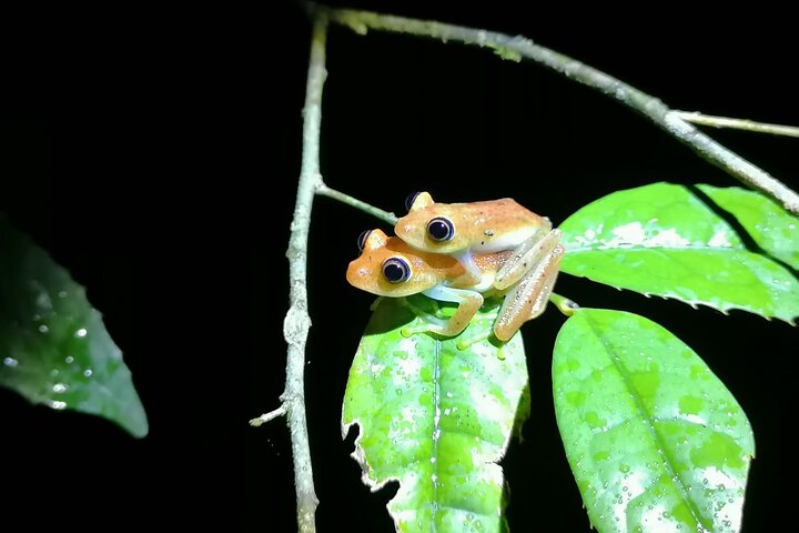 Two days tour to Andasibe NP