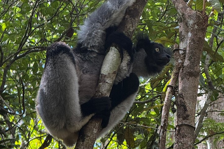 Two days tour to Andasibe NP
