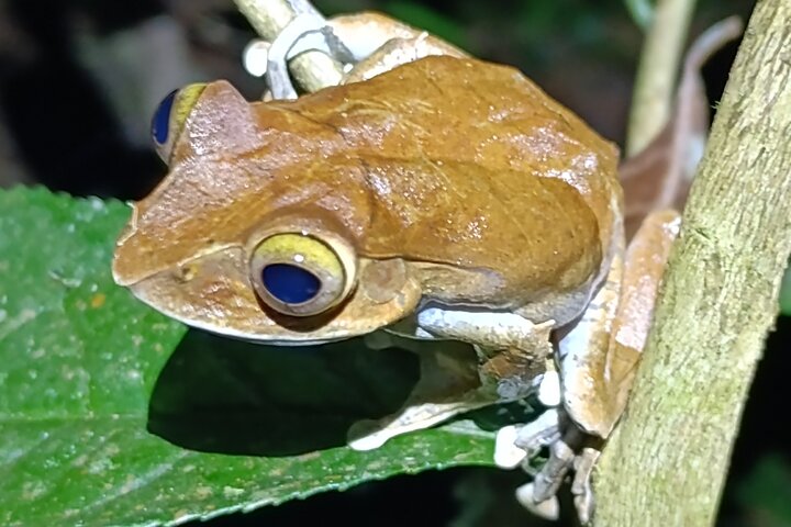 Two days tour to Andasibe NP