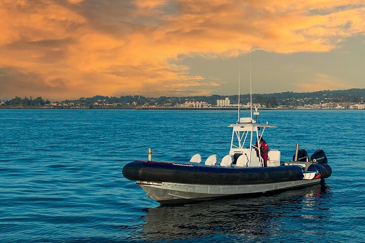 Great White Sharks Topside in Monterey Bay