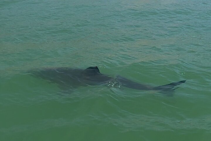 Great White Sharks Topside in Monterey Bay