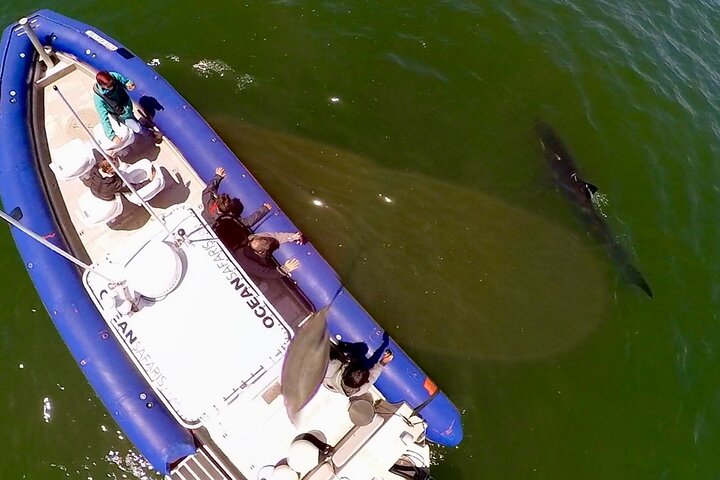 Great White Sharks Topside in Monterey Bay