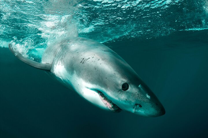 Great White Sharks Topside in Monterey Bay