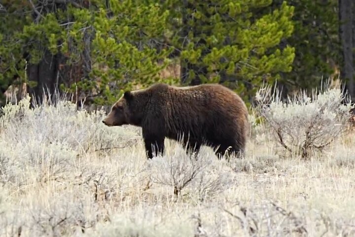 Best in the West Yellowstone Private Tour