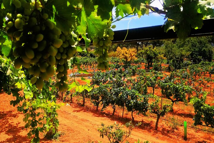 Private Ibiza Winetasting Tour
