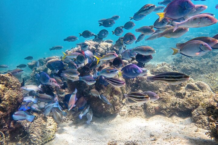 Aquanauts Outing Boat Hiking Palmée Coral Discovery