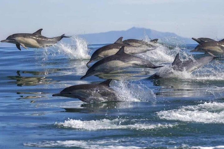 Watching dolphins on Bunaken Island, snorkeling, including lunch
