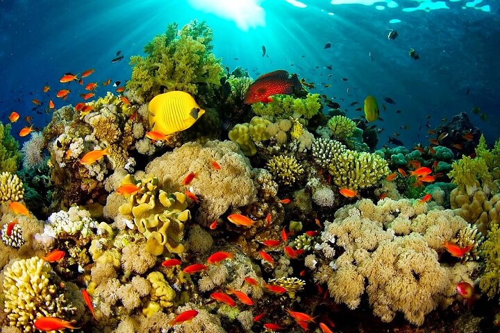 Bunaken Island three-point snorkeling includes lunch and shuttle