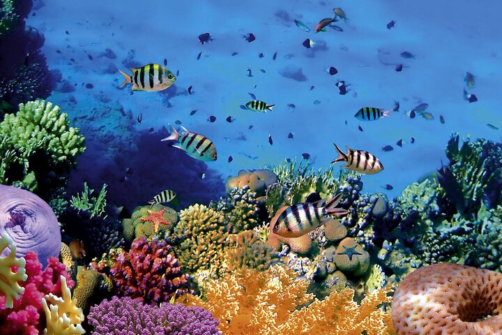 Bunaken Island three-point snorkeling includes lunch and shuttle