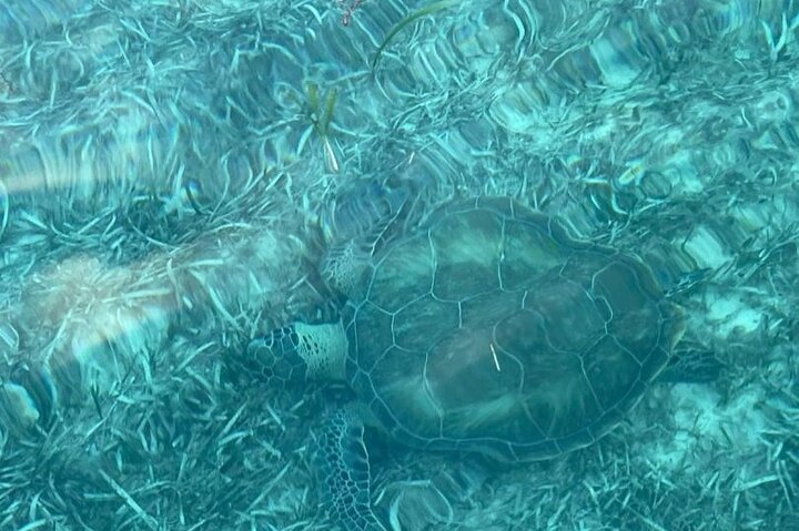 Private Nassau Rose Island Boat Tour Swimming Pigs, Turtles