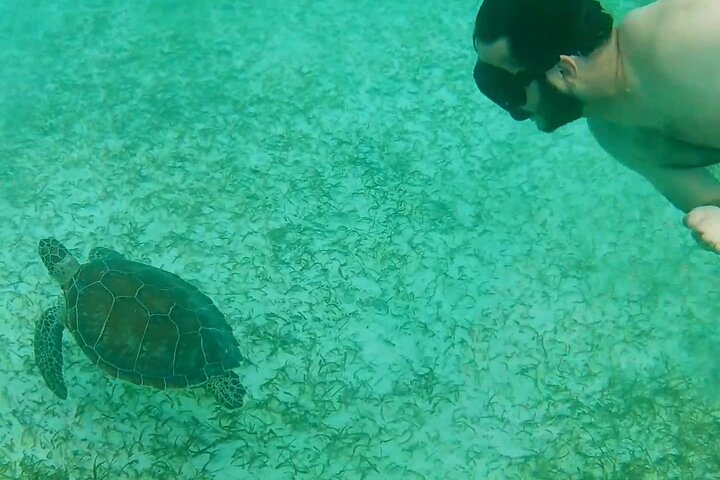 Private Nassau Rose Island Boat Tour Swimming Pigs, Turtles